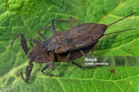 Attēlu rezultāti vaicājumam “Nepa cinerea”