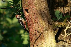 Attēlu rezultāti vaicājumam “Dendrocopos medius nest”
