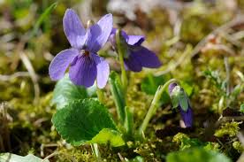 Image result for Viola odorata