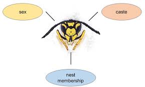 Attēlu rezultāti vaicājumam “Vespula germanica male”