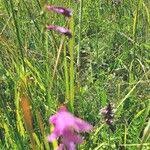 Attēlu rezultāti vaicājumam “Gladiolus imbricatus fruit”