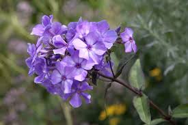 Image result for Phlox (großblumig)