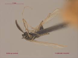 Attēlu rezultāti vaicājumam “Chironomidae”