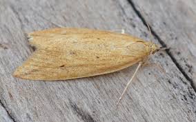 Attēlu rezultāti vaicājumam “Donacaula mucronella”