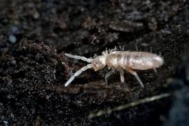 Attēlu rezultāti vaicājumam “Heteromurus nitidus”