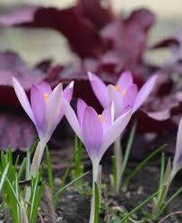 Attēlu rezultāti vaicājumam “Crocus tommasinianus flower”