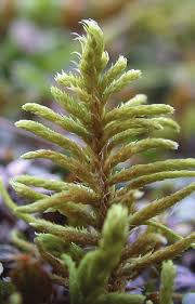 Attēlu rezultāti vaicājumam “Abietinella abietina”