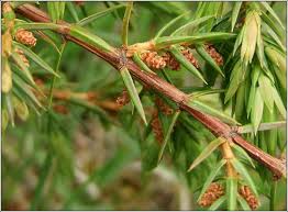 Attēlu rezultāti vaicājumam “Juniperus communis male flower”