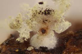 Attēlu rezultāti vaicājumam “Physarum leucopus plasmodium”