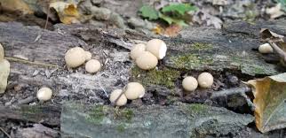 Attēlu rezultāti vaicājumam “Lycoperdon pyriforme”