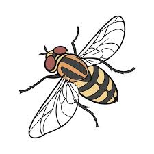 Attēlu rezultāti vaicājumam “Volucella pellucens”