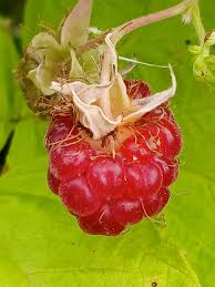 Attēlu rezultāti vaicājumam “Rubus idaeus fruit”