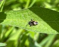 Attēlu rezultāti vaicājumam “Adelphocoris seticornis”