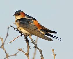 Image result for Cecropis daurica