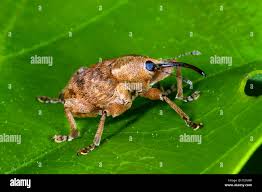 Attēlu rezultāti vaicājumam “Curculio venosus”