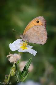 Attēlu rezultāti vaicājumam “Maniola jurtina”