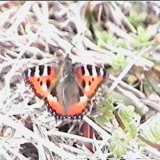 Image result for Small Tortoiseshell