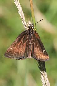 Attēlu rezultāti vaicājumam “Heteropterus morpheus upperside”