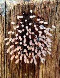 Attēlu rezultāti vaicājumam “Comatricha fragilis”