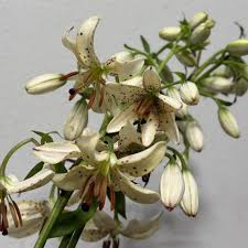 Attēlu rezultāti vaicājumam “Lilium martagon flower”