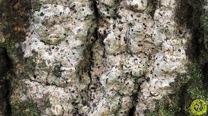 Attēlu rezultāti vaicājumam “Acrocordia gemmata”