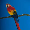 Wing Clipping | Pinellas Animal Hospital