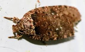 Attēlu rezultāti vaicājumam “Agonopterix ciliella imago”