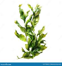 Attēlu rezultāti vaicājumam “Potamogeton lucens leaf”