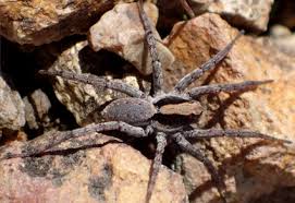 Attēlu rezultāti vaicājumam “Lycosidae”