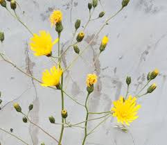 Attēlu rezultāti vaicājumam “Hieracium vulgatum”