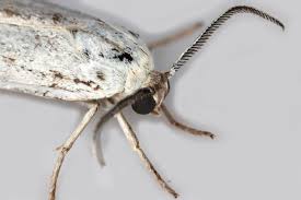 Attēlu rezultāti vaicājumam “Coscinia cribraria”