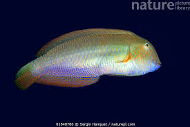 Image result for Xyrichtys novacula