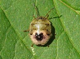 Attēlu rezultāti vaicājumam “Badhamia nitens macro”