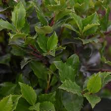 Attēlu rezultāti vaicājumam “Ilex x meserveae”