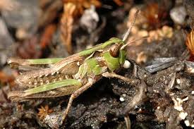 Attēlu rezultāti vaicājumam “Myrmeleotettix maculatus”