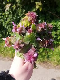 Attēlu rezultāti vaicājumam “Lamium purpureum flower”