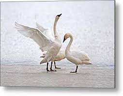 Attēlu rezultāti vaicājumam “Cygnus columbianus”