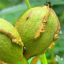 Attēlu rezultāti vaicājumam “Carya cordiformis”