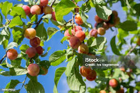 Attēlu rezultāti vaicājumam “Prunus cerasifera fruit”