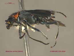 Attēlu rezultāti vaicājumam “Malachidae”