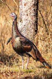 Attēlu rezultāti vaicājumam “Meleagris male”