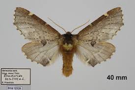 Attēlu rezultāti vaicājumam “Odontosia carmelita”