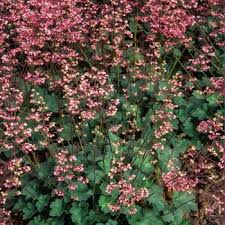 Image result for HEUCHERA americana 'Palace Purple Auslese'