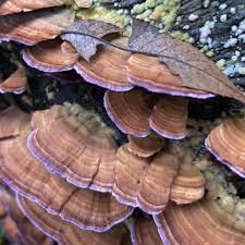 Attēlu rezultāti vaicājumam “Polyporus tubaeformis”