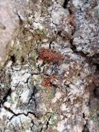 Attēlu rezultāti vaicājumam “Argyresthiidae”