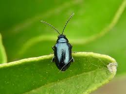 Attēlu rezultāti vaicājumam “Altica sp.”