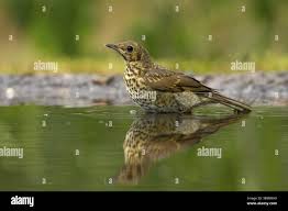 Attēlu rezultāti vaicājumam “Turdus philomelos juvenile”