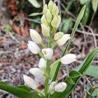 Attēlu rezultāti vaicājumam “Cephalanthera longifolia”