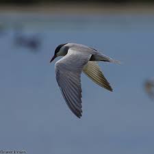 Attēlu rezultāti vaicājumam “Chlidonias hybrida adult”
