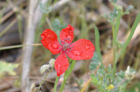 Attēlu rezultāti vaicājumam “Papaver argemone leaf”